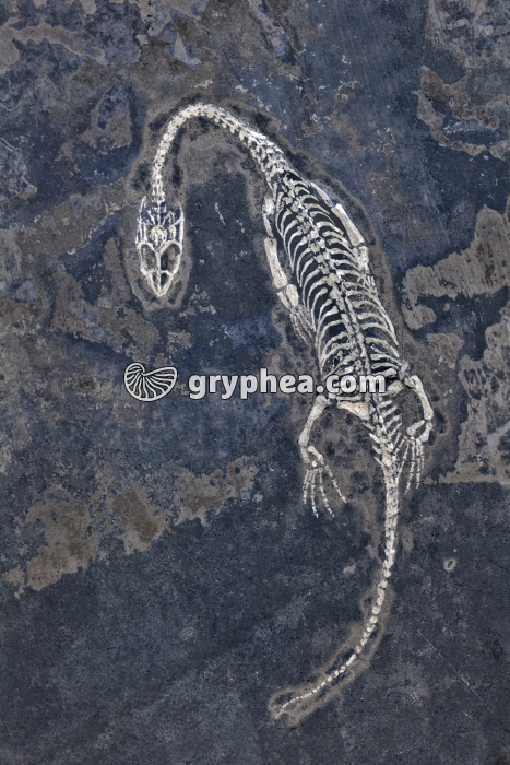 Keichosaurus - gryphea.com